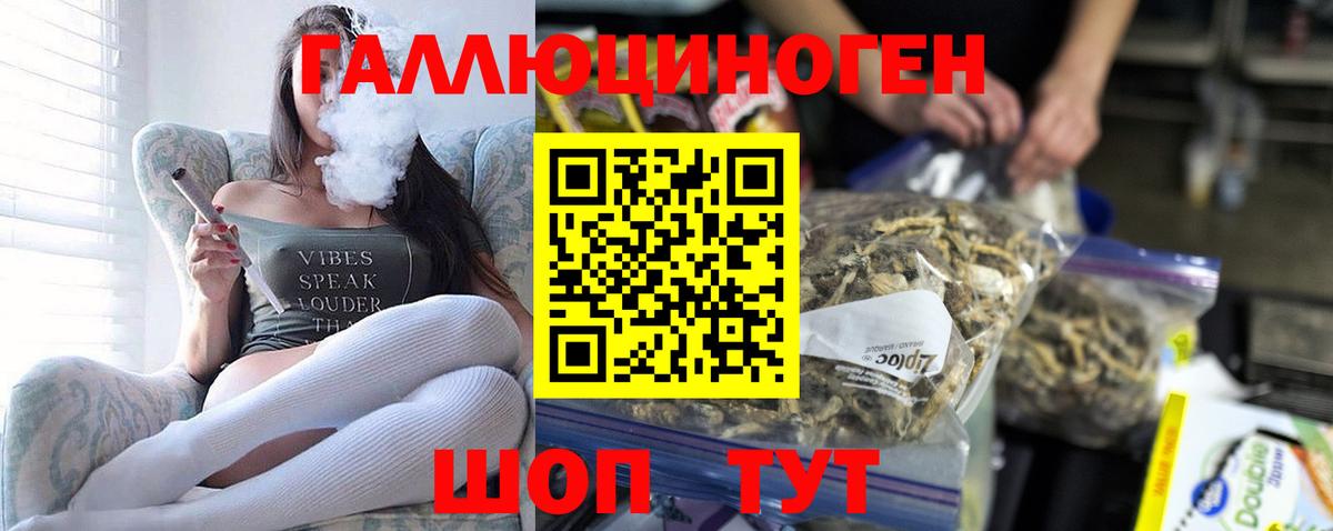 Псилоцибиновые грибы Psilocybe Чебоксары